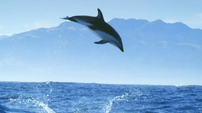 Diving with Dolphins